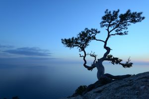 Alone tree on the edge of the cliff