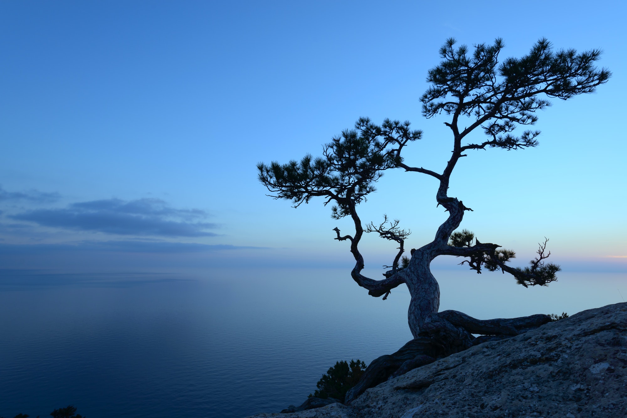 Alone tree on the edge of the cliff