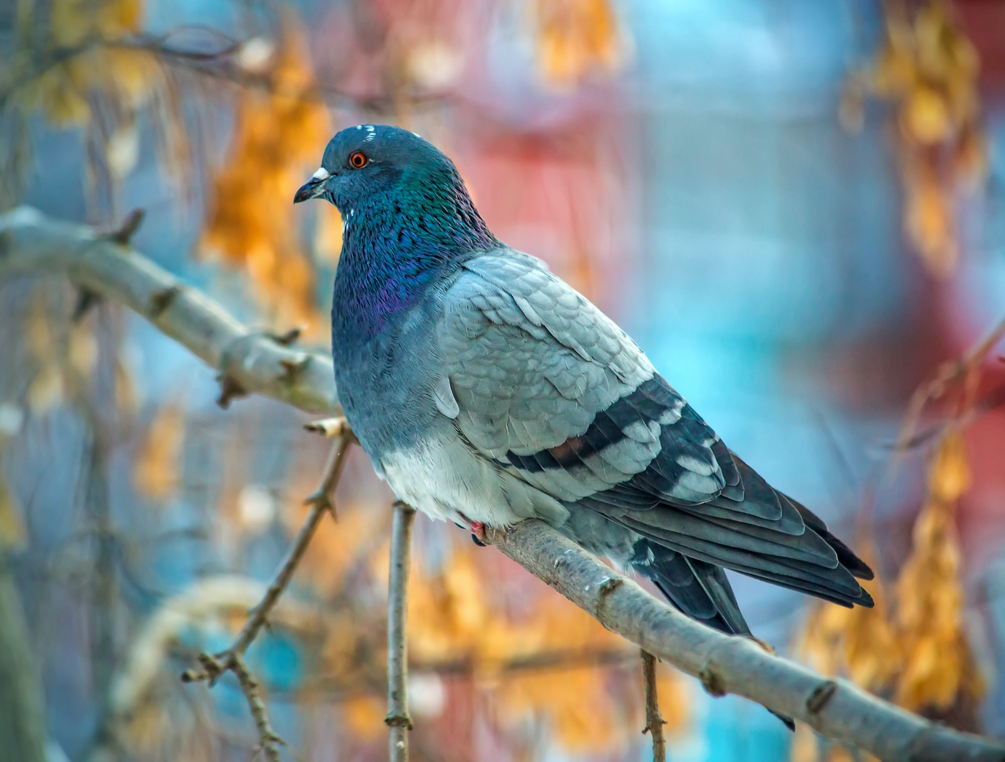 Beautiful grey dove on tree branch