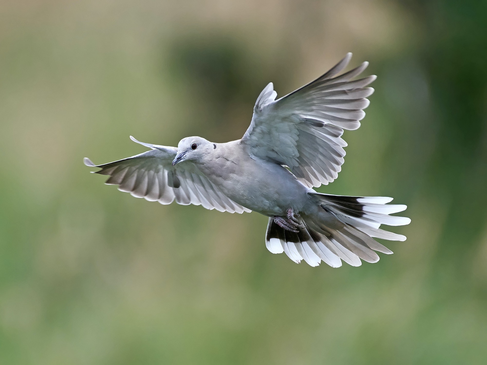 Eurasian collared dove (Streptopelia decaocto)