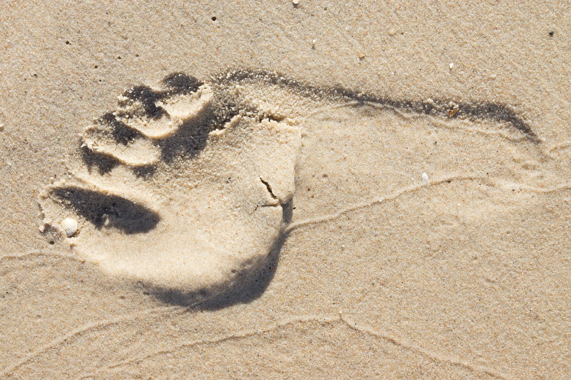 Footprint in the sand