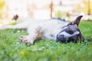 Happy dog lying in green grass with extending paws