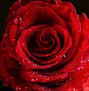 Red rose