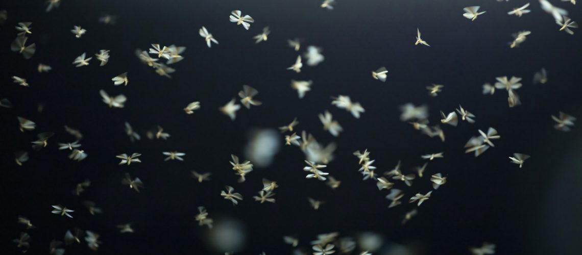 Abstract and magical image of flying moths.