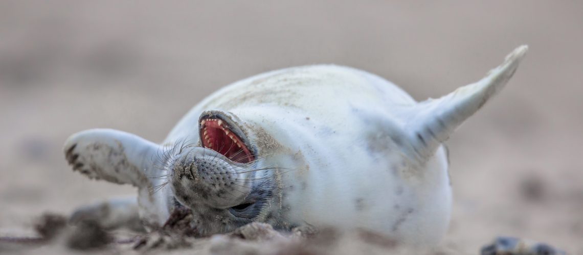 baby seal laughing out loud