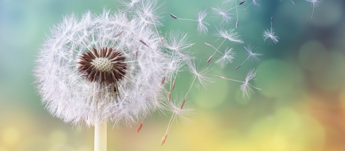 Dandelion clock in morning sun