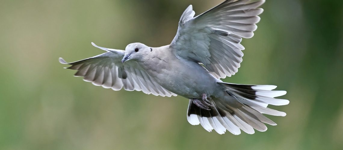 Eurasian collared dove (Streptopelia decaocto)
