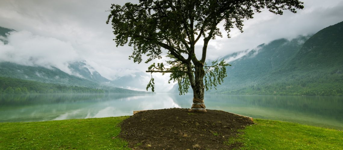 Lonely tree with lake and mountains in background