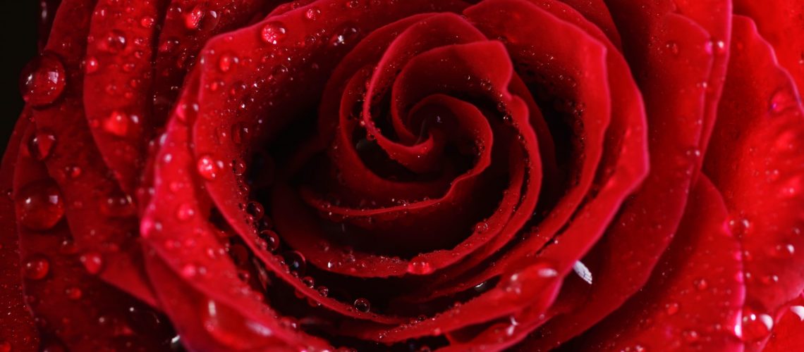 Red rose