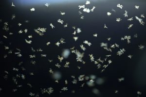 Abstract and magical image of flying moths.