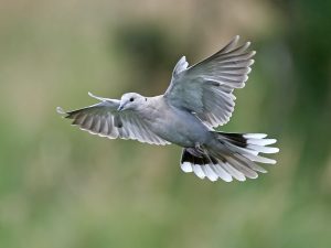Eurasian collared dove (Streptopelia decaocto)