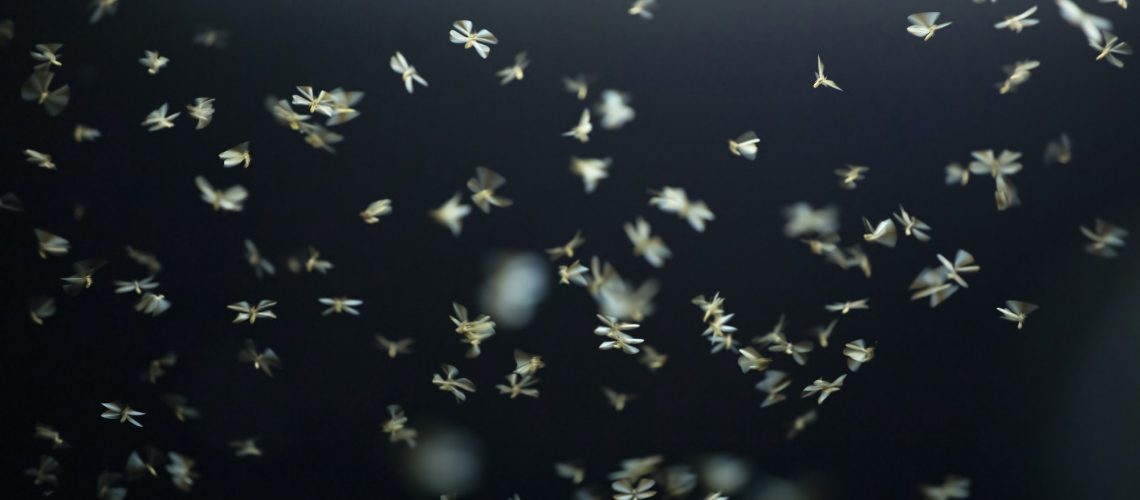 Abstract and magical image of flying moths.