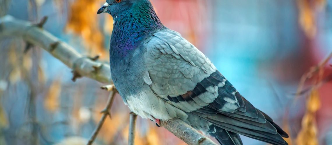 Beautiful grey dove on tree branch