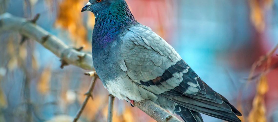 Beautiful grey dove on tree branch