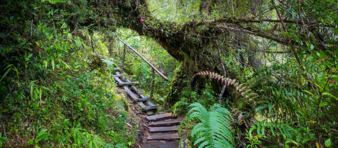 Forest in Chile