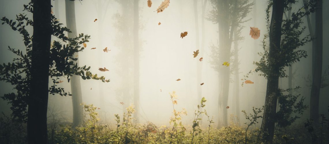 Leaves falling in mysterious autumn forest with fog