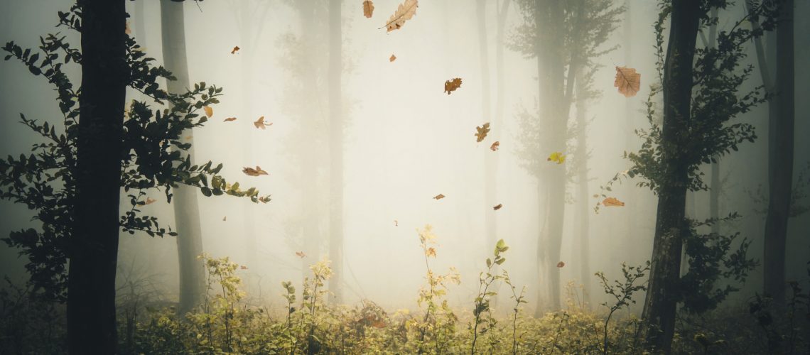 Leaves falling in mysterious autumn forest with fog