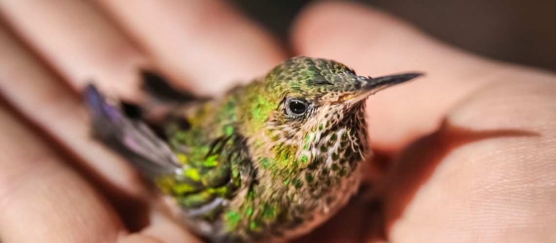 Little green hummingbird