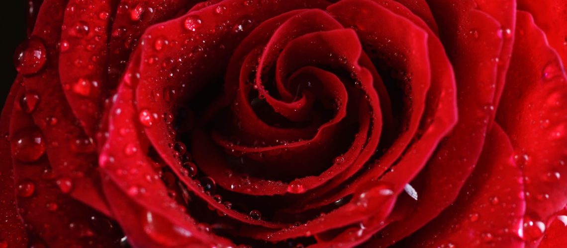 Red rose